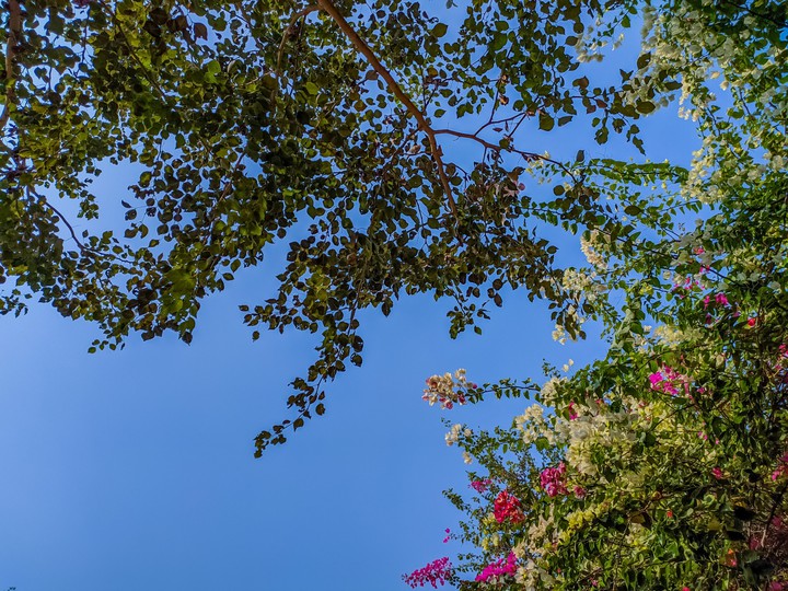 Flowers