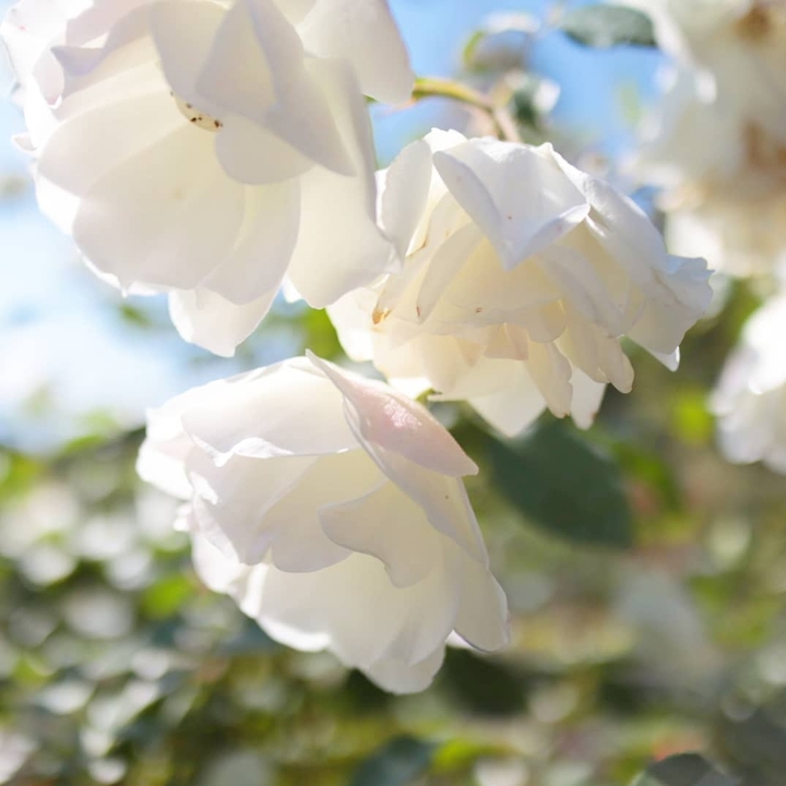 rose
