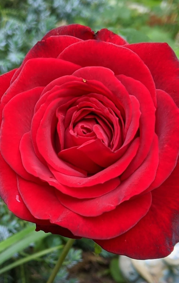Blume