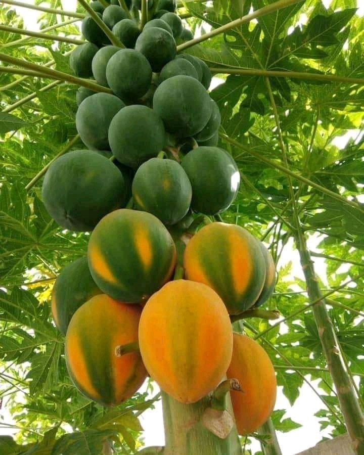 papeya
