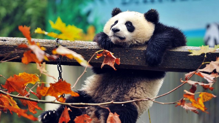 panda hanging out