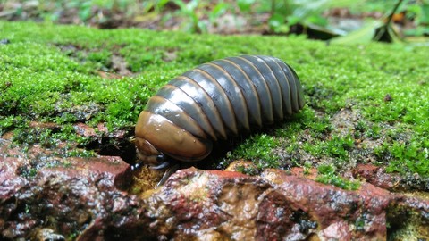 organism, isopod háttérképek