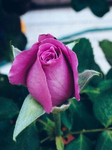 rosa