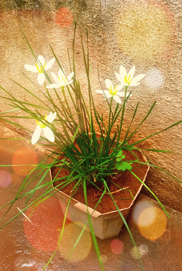 White Flower