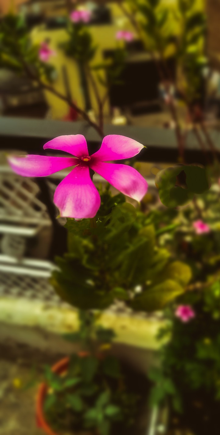 pink flowers