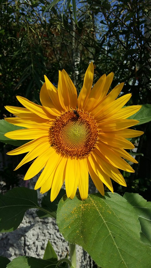 sun flower