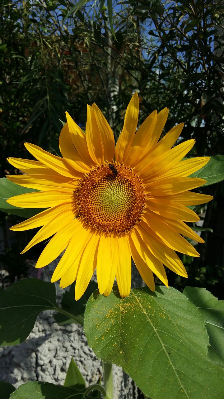 sun flower