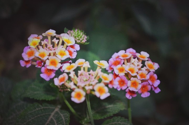 Wild Flowers