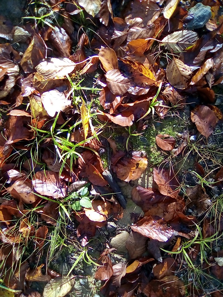 Leaves