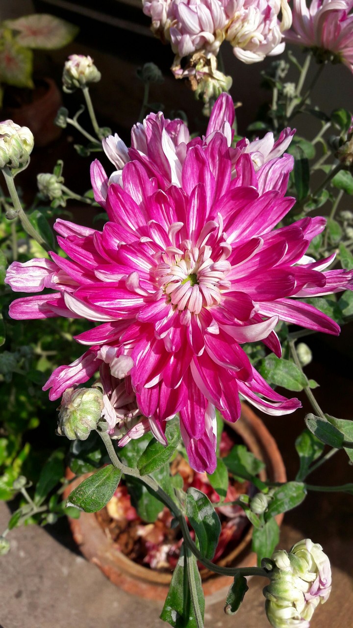 beautiful flower