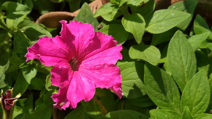 pink beauty
