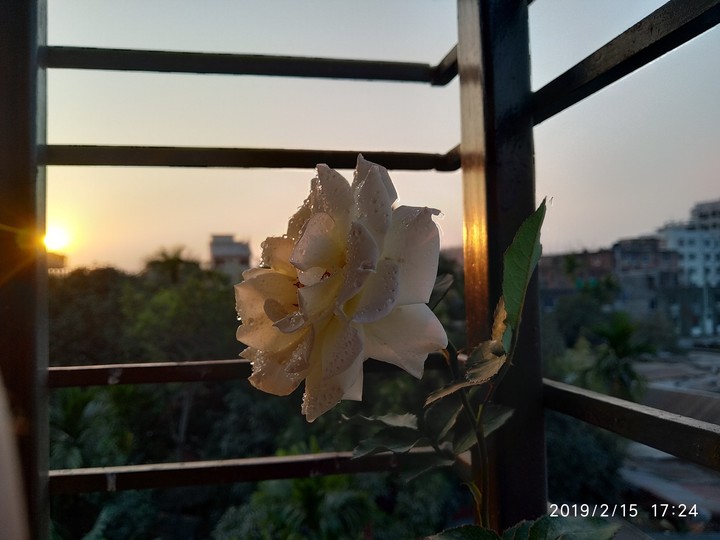 Flower loves Sunset
