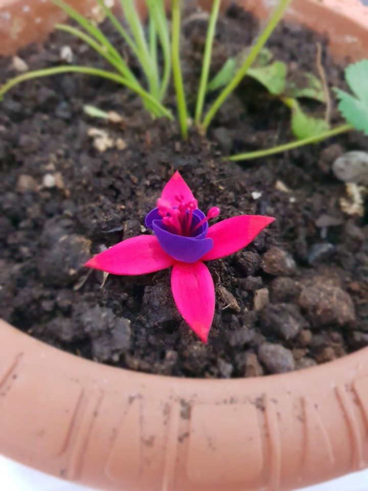 Küpeli flower