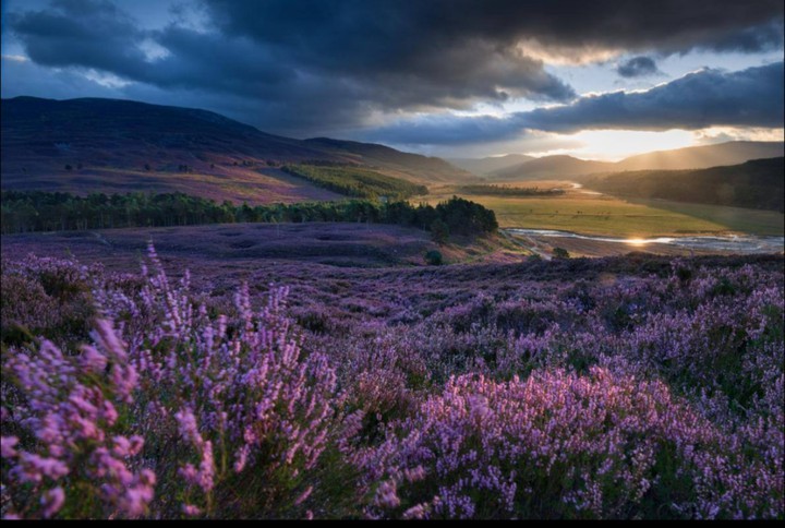 heather on the moors