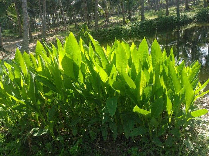 nature
