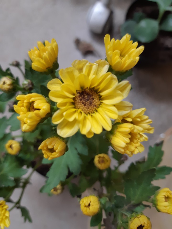 flores amarelas