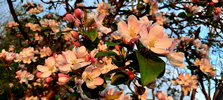 spring