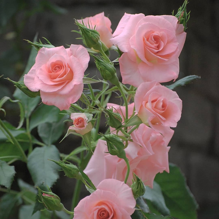 phool