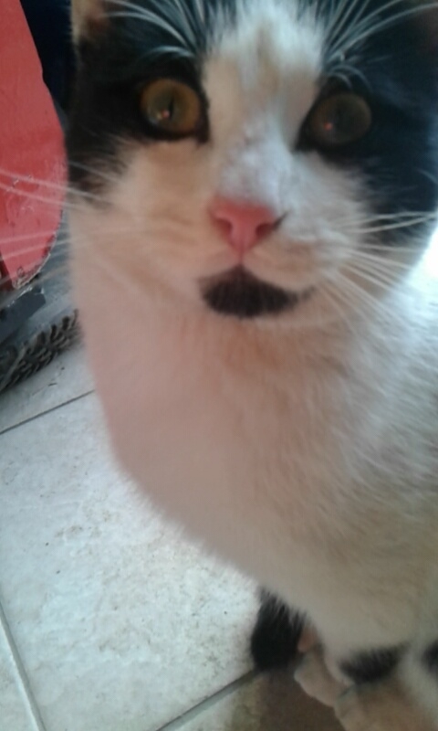 cat