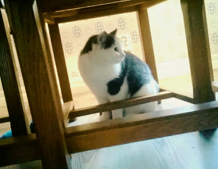 Cat is life