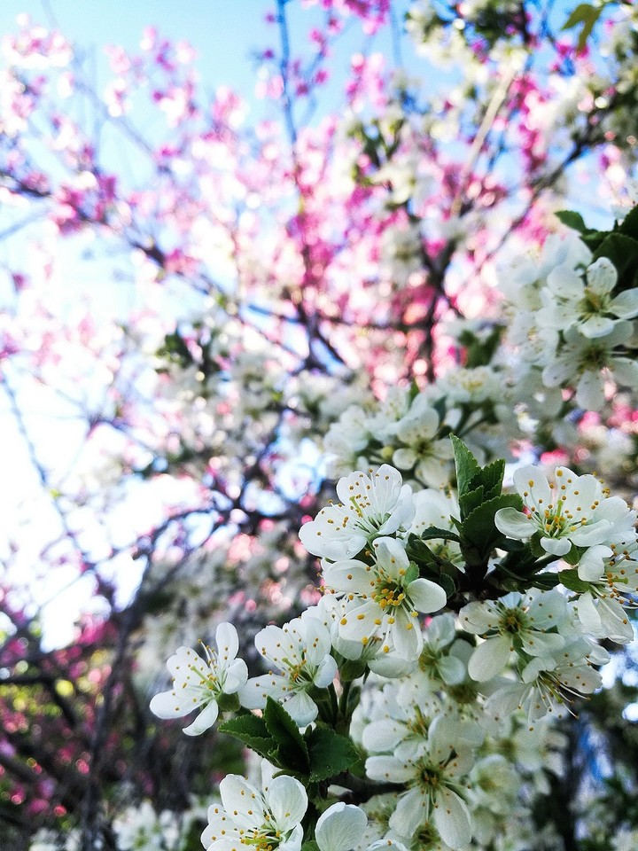 spring