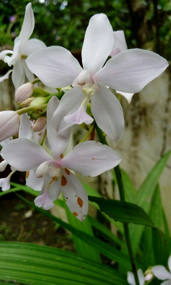 white orchid