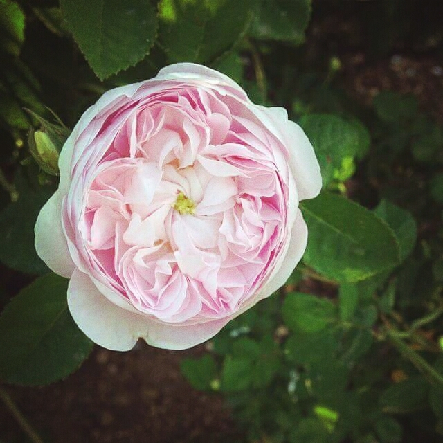 Rosas