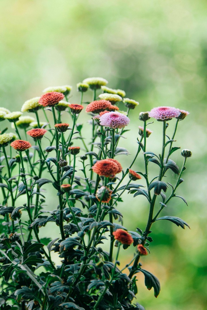 #flowers