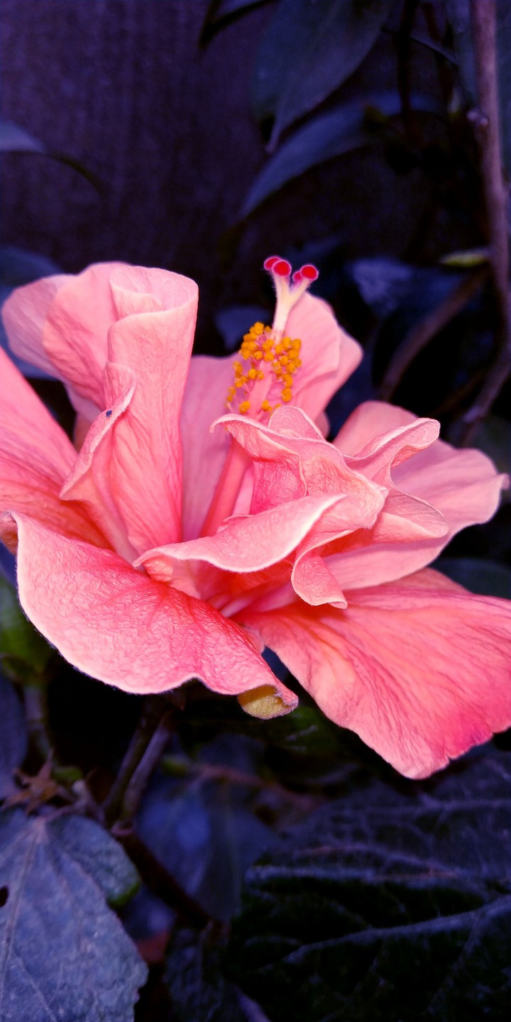 Blooming