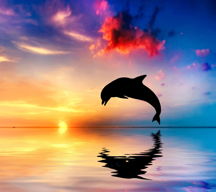 dolphin