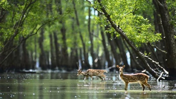 deer