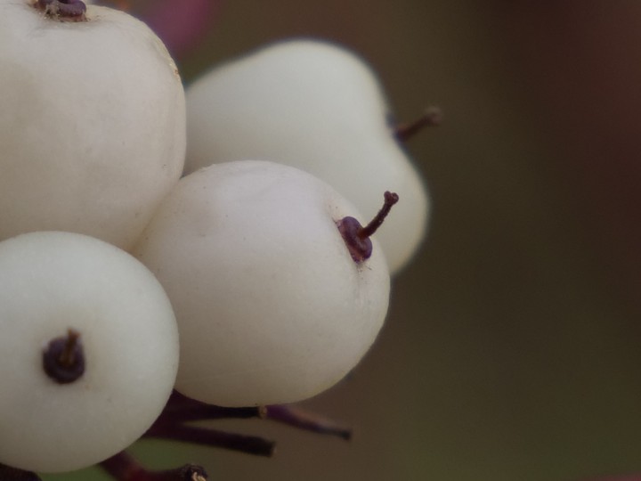 Pflanzen, Beeren