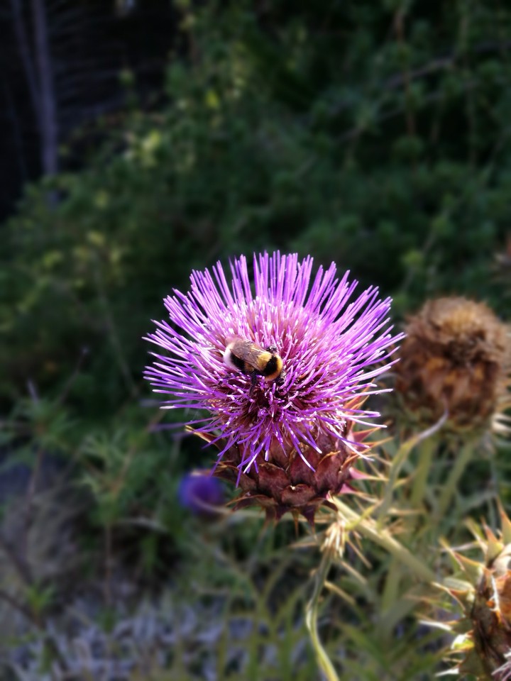 abeja en flor