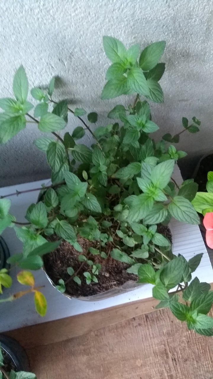 minha hortelã ??