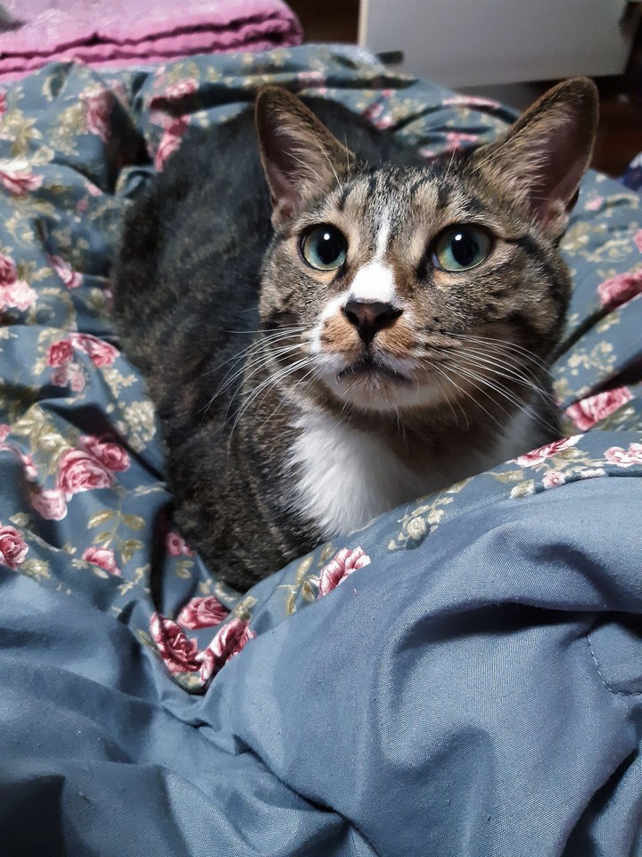 Кот