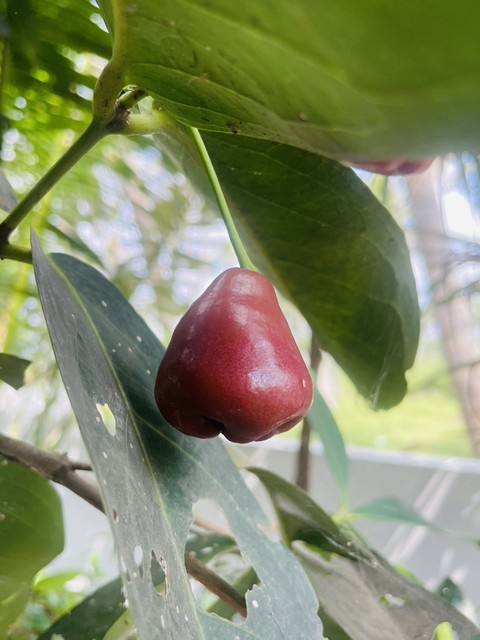 רקעים syzygium, fruit