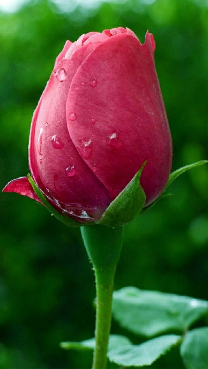 rose