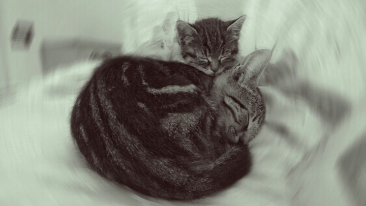 Cats