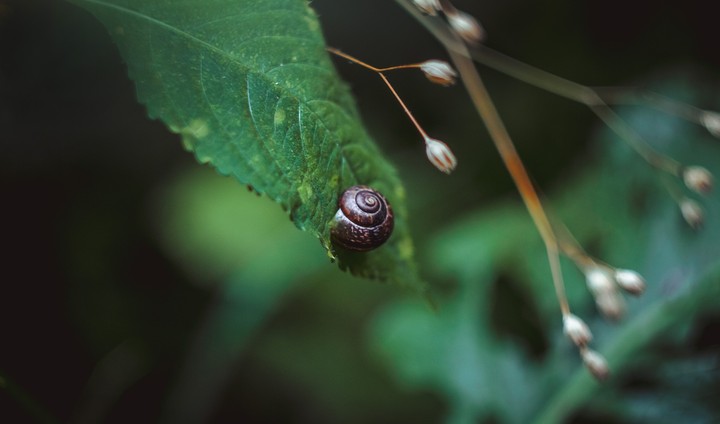 Helix