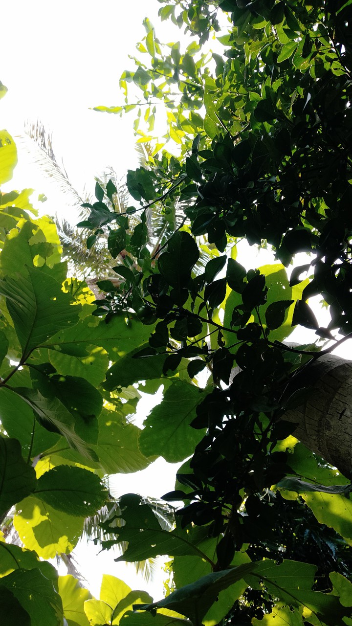 Paradise