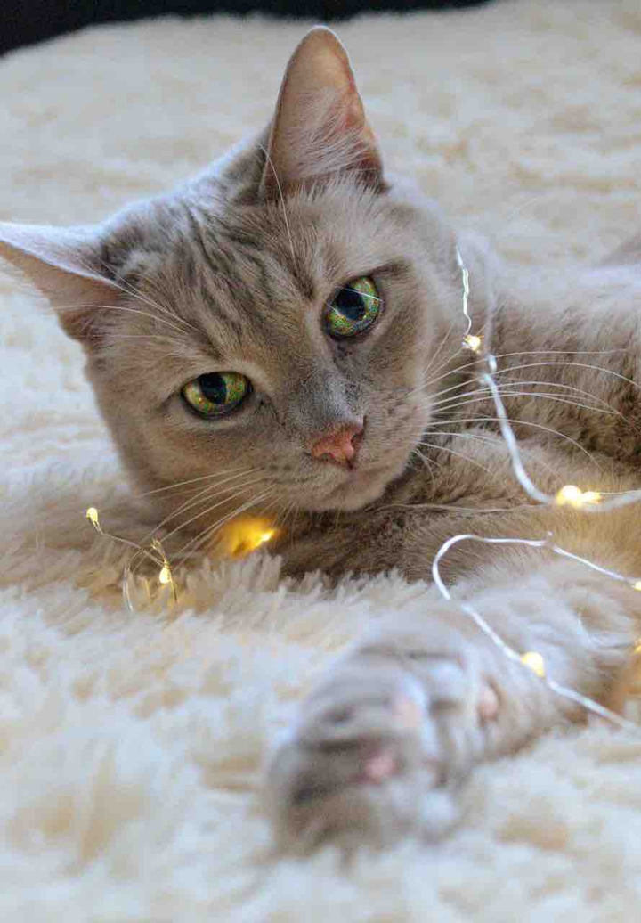 cat
