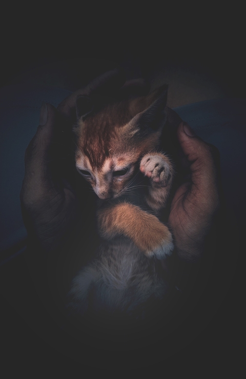 felidae, whiskers wallpapers