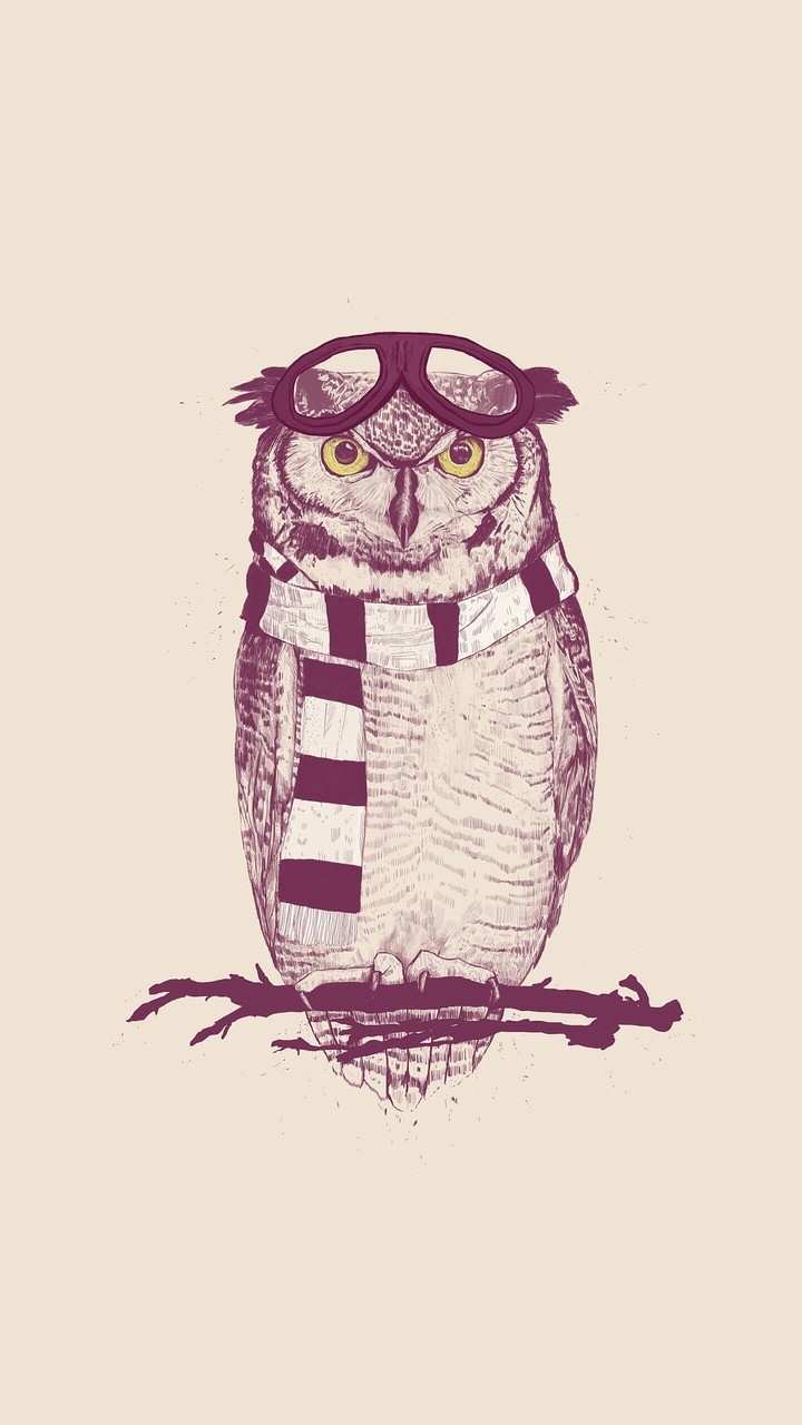 Owl✨