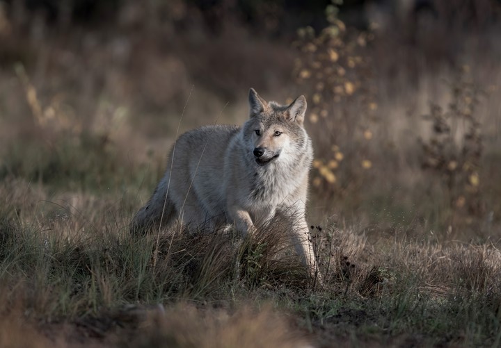 wolf