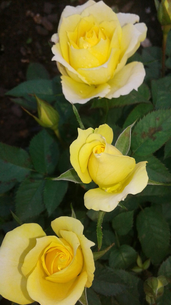 flor