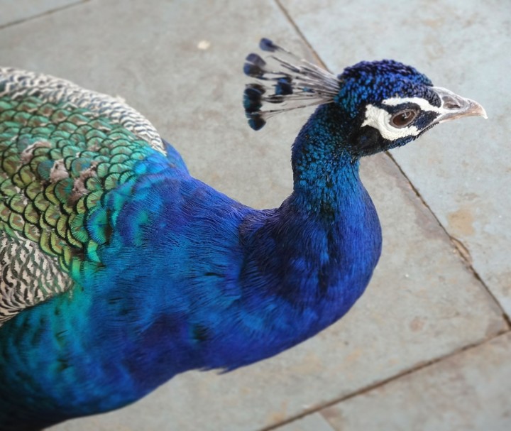 peacock