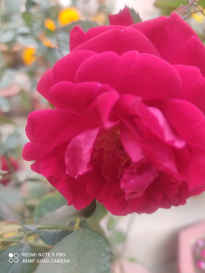 rose