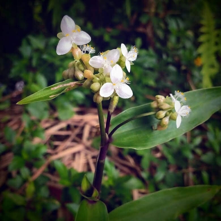 florece