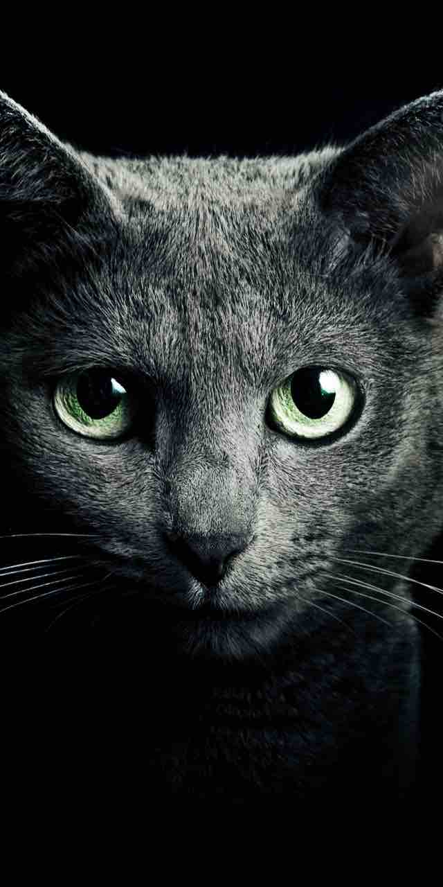 коте