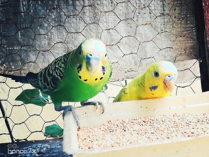 Love Birds